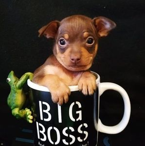 Meet your Posher, Alisa